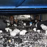 Şırnak'ta 2 Bin Yıllık Mağarada Mantar Üretiliyor! 69c7da6ae675cdf0daf9f18e