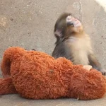 maymun-punch-neden-dislaniyor-unlu-isim-sahiplenmek-icin-250-vmn0zy