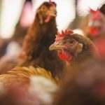 avrupada-ilk-h9n2-kus-gribi-vakasi-goruldu-neler-biliniyor-luym