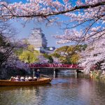 Sakura in Japan